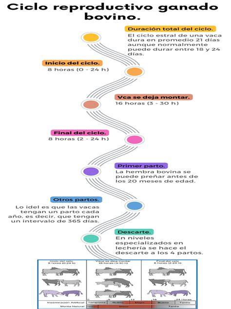 Esquema del ciclo reproductivo de una vaca