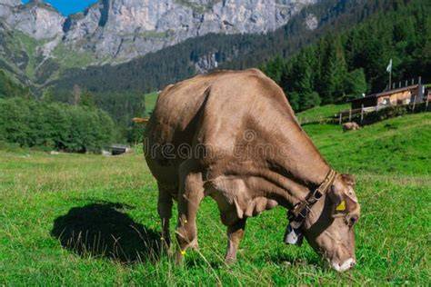 Vacas en un pastizal, algunas amamantando terneros