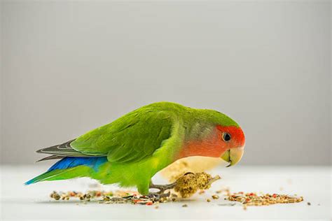 Agapornis joven comiendo semillas