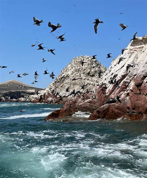 Guano de aves marinas en una costa