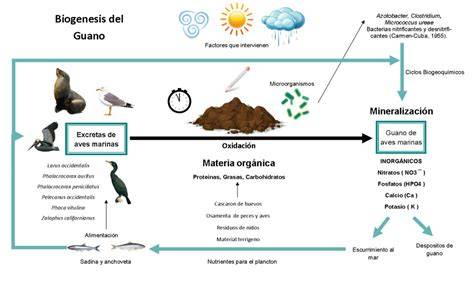 Esquema de la composición nutricional del guano