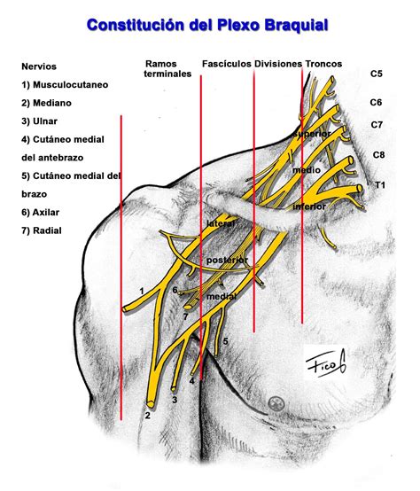 Diagrama mostrando las raíces nerviosas C5-T1 del plexo braquial y las áreas del brazo que inervan.