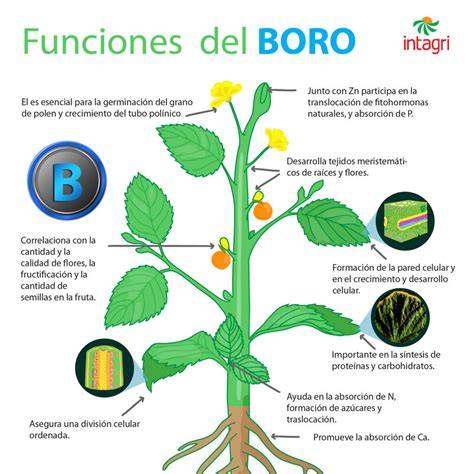 Esquema de las funciones principales del boro en una planta: estructura celular, metabolismo, desarrollo de frutos