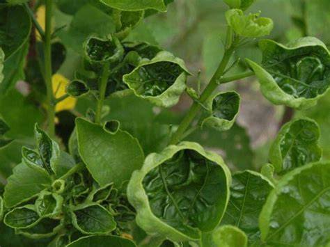 Foto de hojas de cultivo con síntomas de deficiencia de boro: deformaciones, coloración irregular, crecimiento atrofiado