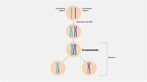 Diagrama ilustrativo de la meiosis y el entrecruzamiento cromosómico