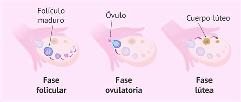 Ilustración de la ovulación y la liberación del óvulo hacia la trompa de Falopio