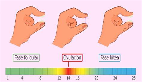 Gráfico comparativo de los métodos de identificación de la fertilidad (calendario, TBC, moco cervical)