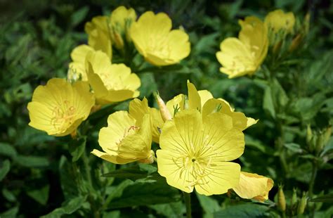 Planta de Oenothera biennis (onagra) en su entorno natural