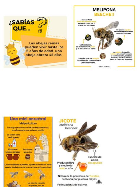 infografía sobre el paso de abeja y sus dimensiones