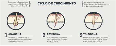 Infografía explicando el ciclo de crecimiento del cabello en bebés