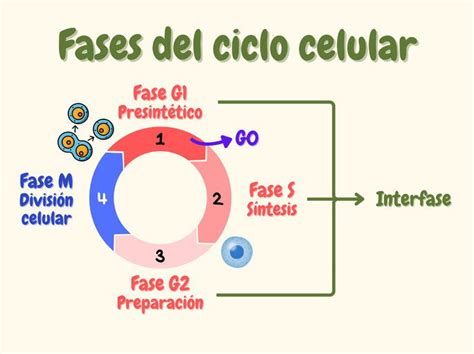 Esquema de las fases de un ciclo de fecundación in vitro