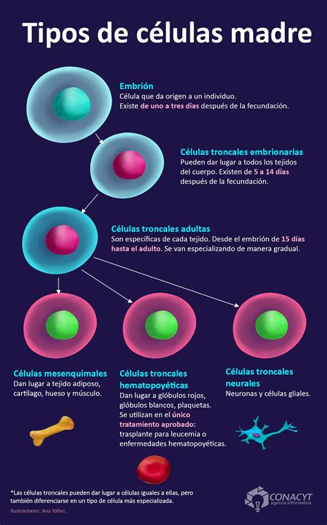 infografía sobre las enfermedades tratables con células madre autólogas