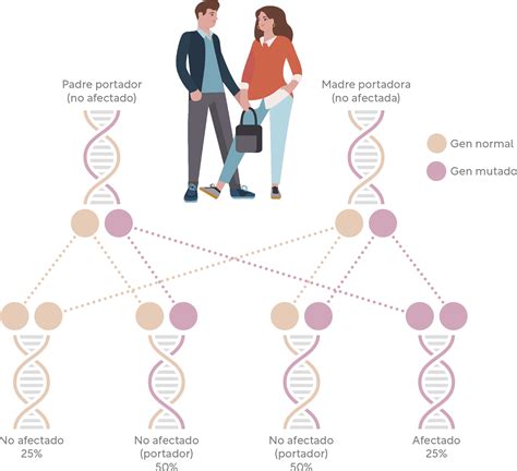 Esquema de compatibilidad genética entre hermanos