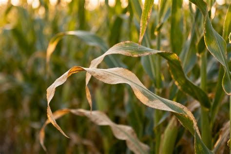 Ilustración de los síntomas de deficiencia de potasio en el cultivo de maíz