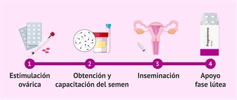 Esquema general del proceso de inseminación artificial