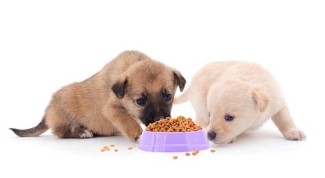 Cachorros comiendo su primera papilla de destete de un cuenco bajo