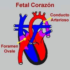 Diagrama de las derivaciones fetales: foramen oval y conducto arterioso
