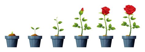 Ilustración del ciclo de vida de la flor de naranjo a fruto.