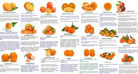 Fotografía de diferentes variedades de naranjas.