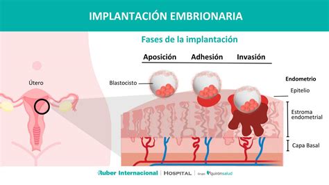 Ilustración de la comunicación molecular entre el endometrio materno y el embrión preimplantatorio