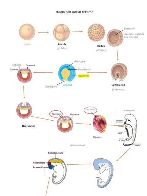 Esquema del desarrollo del sistema nervioso y los primeros movimientos fetales