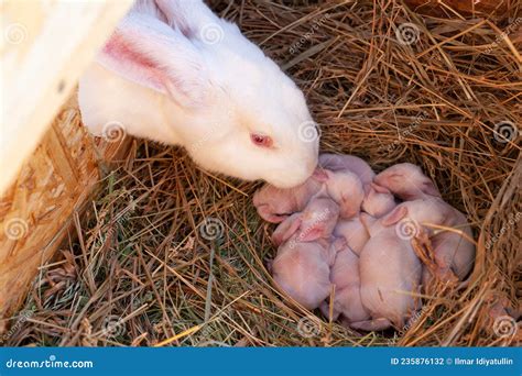 Coneja madre alimentando a sus gazapos en un nido