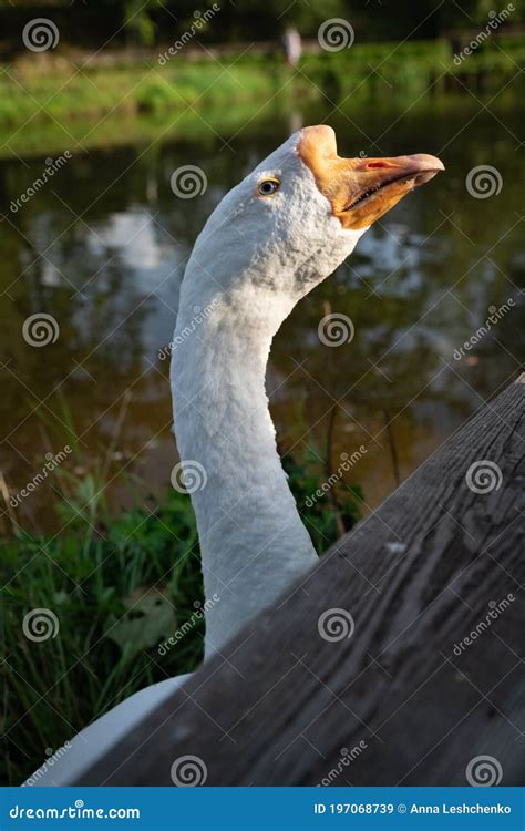 Un ganso mostrando una postura defensiva, con el cuello extendido y el pico abierto.