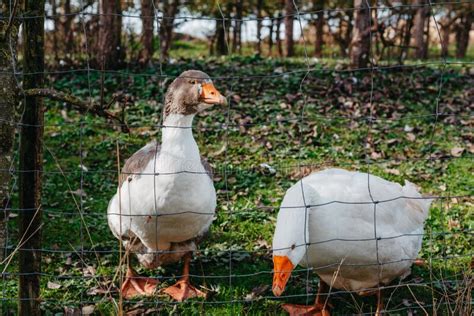 Varias pequeñas pilas de alimento para gansos esparcidas en el suelo cerca de un grupo de aves.