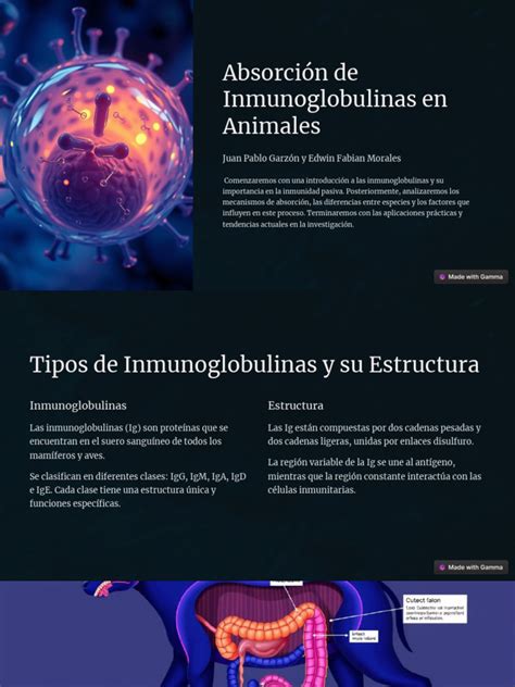 Esquema del cierre intestinal y la absorción de inmunoglobulinas en terneros