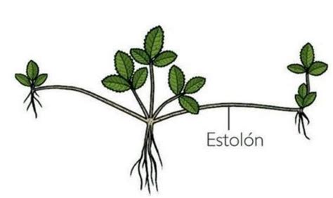 Esquema o diagrama de un estolón mostrando el crecimiento horizontal y la formación de una nueva planta