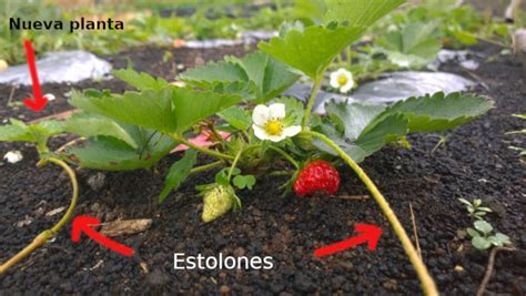 Foto de una planta de fresa con estolones en crecimiento y nuevas plántulas