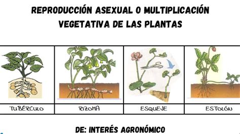 Infografía comparativa de diferentes métodos de reproducción asexual vegetativa (estolones, rizomas, bulbos, tubérculos, cormos)