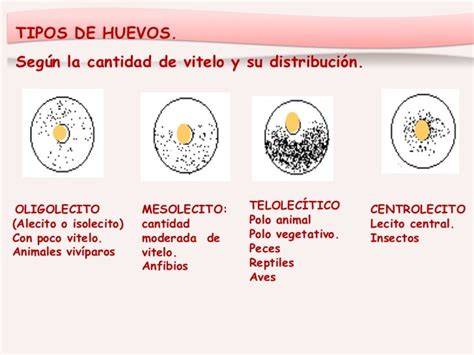 Diagrama de clasificación de huevos según cantidad y distribución de vitelo