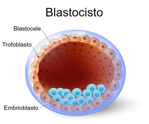 Representación de una blástula y su blastocele