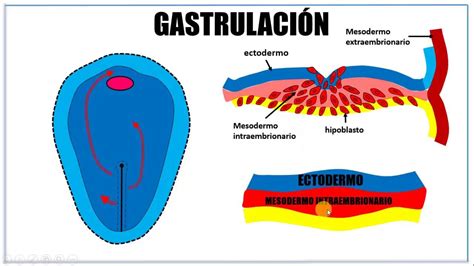 Esquema de la gastrulación por invaginación en un embrión