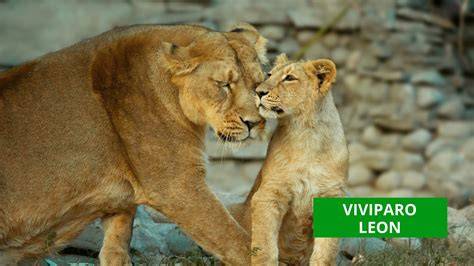Fotografía de un animal vivíparo con su cría (mamífero)