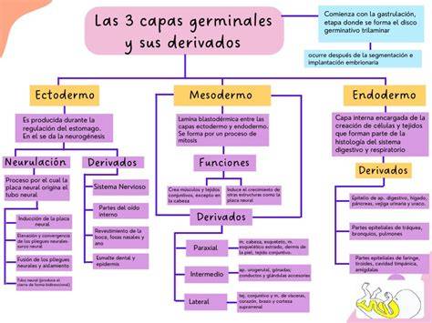Diagrama comparativo de desarrollo germinal en diploblastos y triploblastos