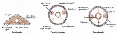 Esquemas de acoelomados, pseudocoelomados y eucoelomados