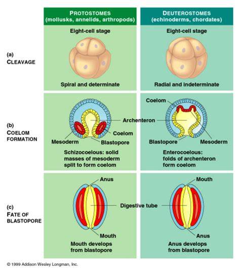 Comparación del desarrollo embrionario temprano entre protóstomos y deuteróstomos