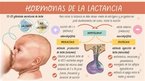 Gráfico que muestra el aumento de oxitocina durante la lactancia y sus efectos relajantes.