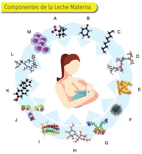 Diagrama mostrando los diferentes anticuerpos y componentes protectores de la leche materna.