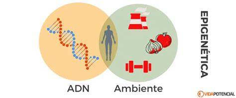 Diagrama que explica la influencia de la epigenética en la expresión genética