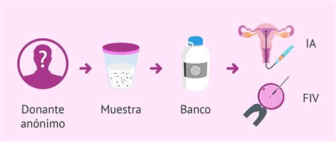 Esquema de las fases de la donación de semen en España