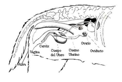Esquema de la anatomía reproductiva de una perra con los ovarios