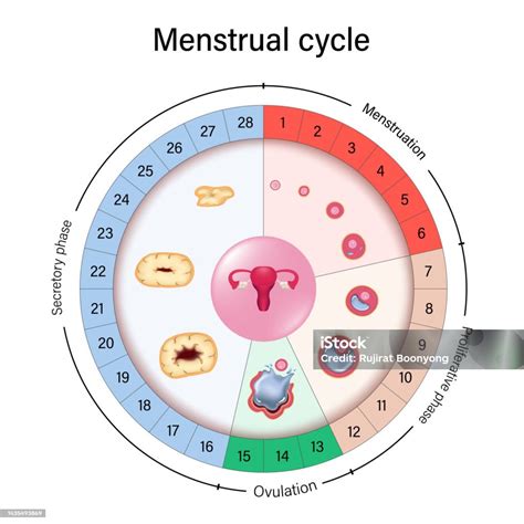 Ilustración del ciclo menstrual y la ovulación.