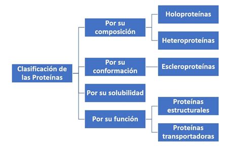 Esquema de las diferentes proteínas de la leche y cómo actúan en casos de alergia.