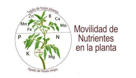 Infografía sobre la movilidad de los nutrientes en el suelo y el efecto del pH en el fósforo
