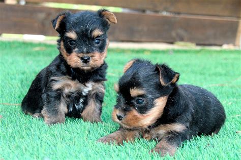 foto de cachorros Yorkshire jugando en un entorno seguro