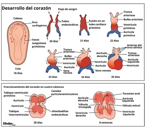 Ilustración del desarrollo embrionario temprano con formación de brotes de extremidades y corazón primitivo