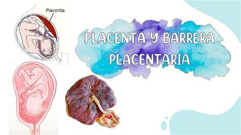 Esquema explicativo sobre cómo el alcohol atraviesa la barrera placentaria y afecta al desarrollo fetal.